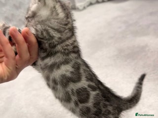 Bengal cats Bengal kittens - Advert 2