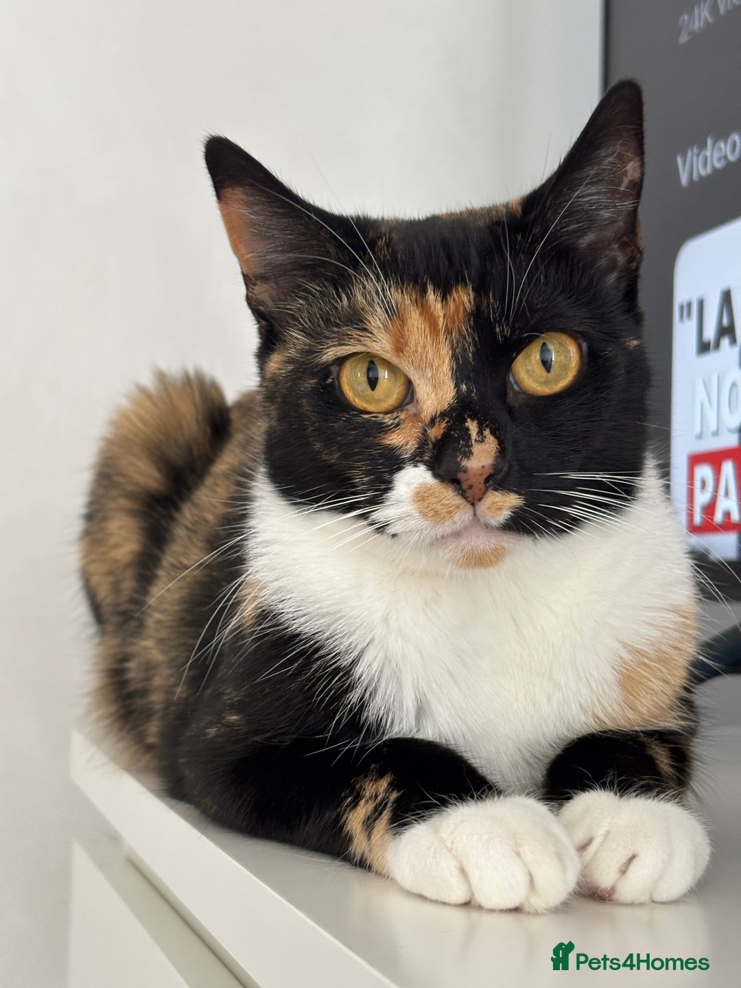 Domestic Shorthair cats for sale: Candy - Advert 1