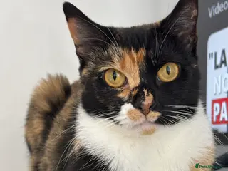 Domestic Shorthair cats Candy - Advert 1