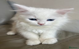 Siberian cats for sale: Pure White Siberian kittens. Ready Now.  - Image 12
