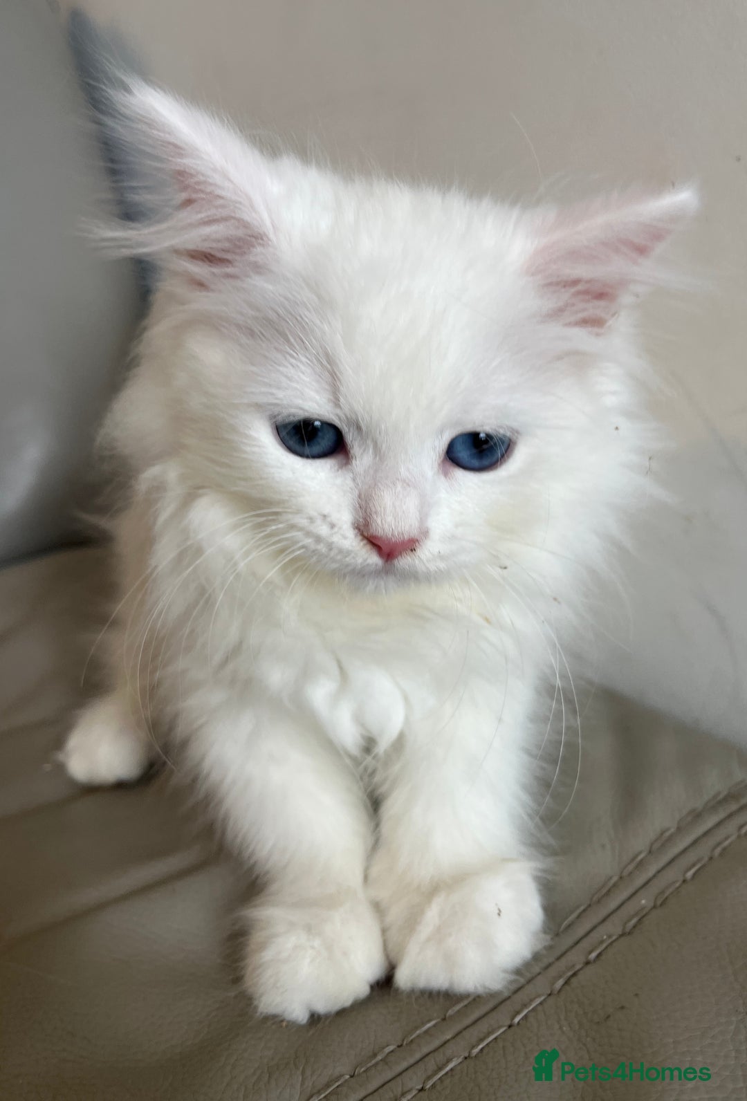 Siberian cats for sale: Pure White Siberian kittens. Ready Now.  - Image 12