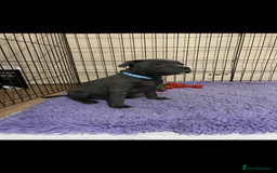 Staffordshire Bull Terrier dogs for sale: KC registered STAFF PUPS - Image 4