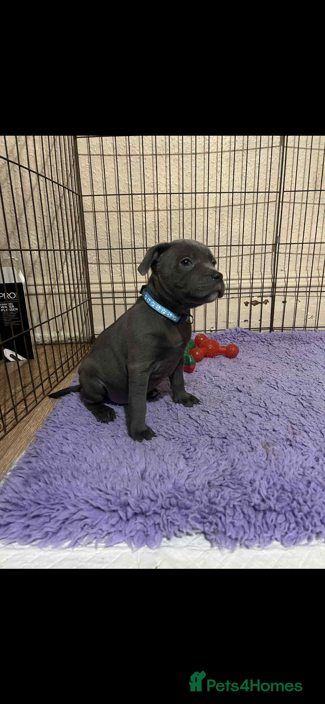 Staffordshire Bull Terrier dogs for sale: KC registered STAFF PUPS - Image 4