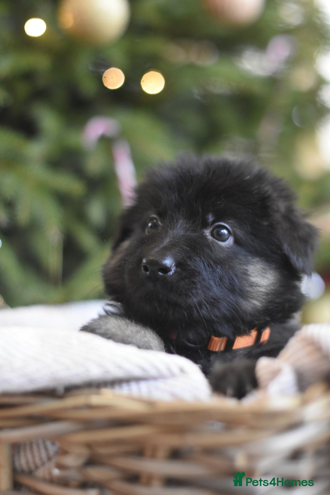 German Shepherd dogs for sale: KC registered 5 generation long coated GSD puppies - Advert 22