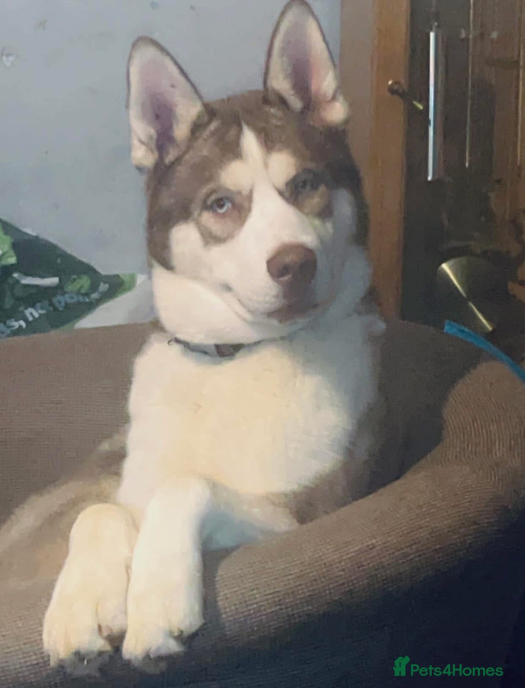 Siberian Husky dogs for sale: Male husky needing new home - Image 3