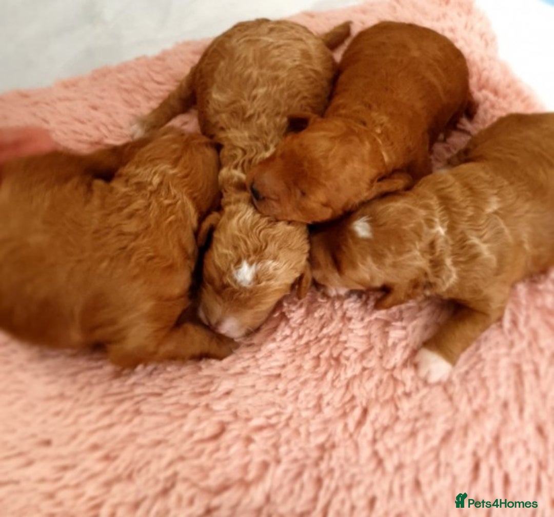 Toy Poodle dogs for stud: Amazing deep dark red. Kc registered dna clear in Porth - Advert 8