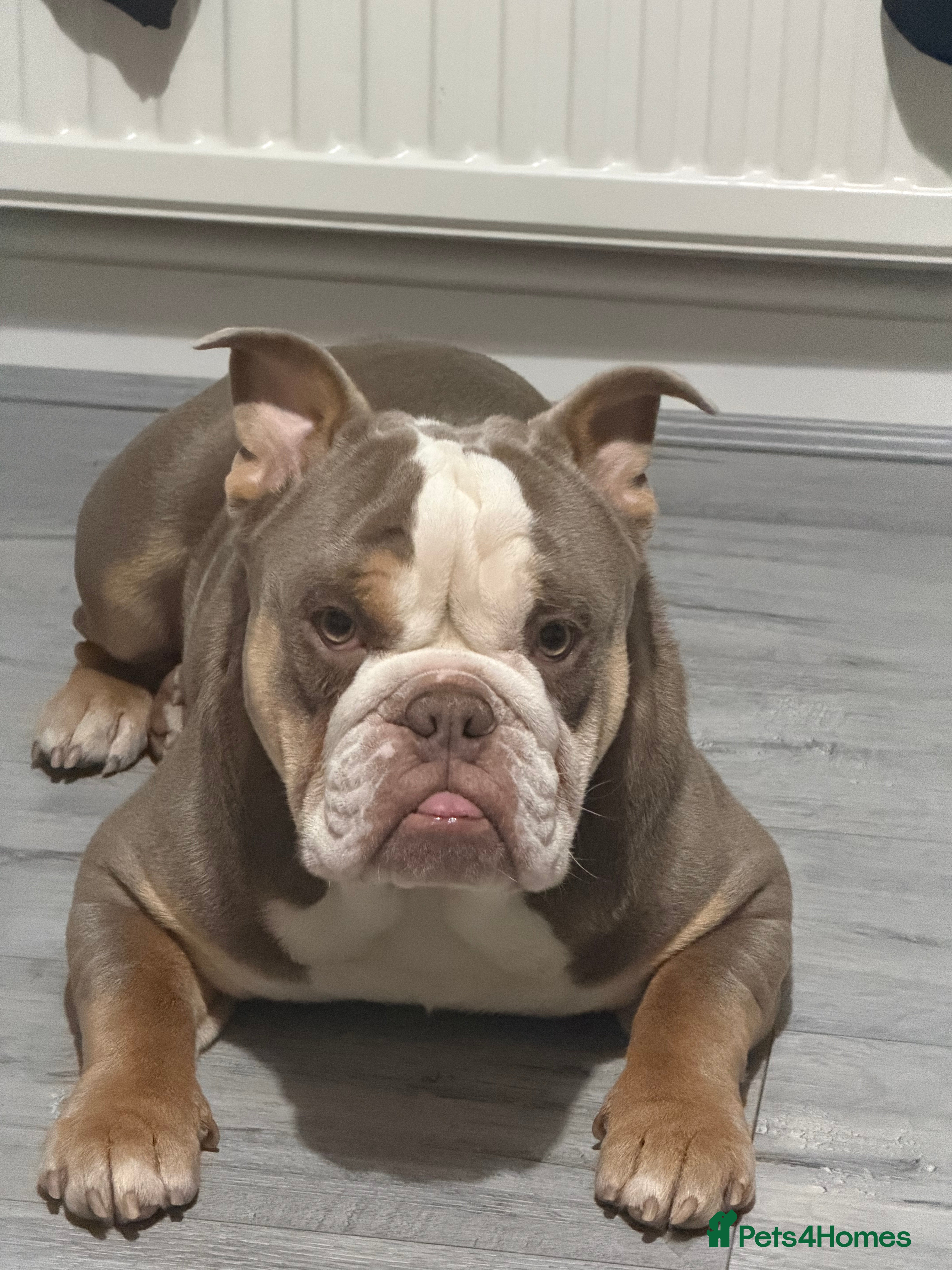 English Bulldog dogs British bulldog - Advert 1