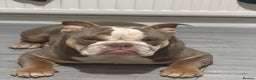 English Bulldog dogs for sale: British bulldog - Advert 1