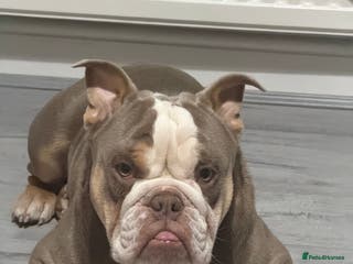 English Bulldog dogs British bulldog - Advert 3