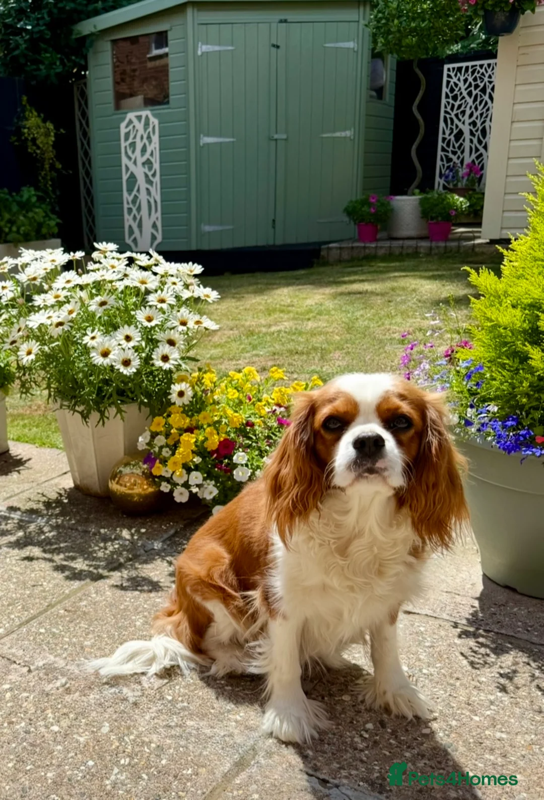 Cavapoo dogs for sale: Gorgeous Cavapoo F1 puppies - Advert 3