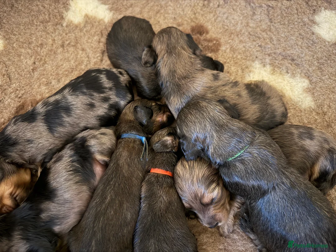 Dachshund dogs for sale: KC Standard Long Haired Dachshund Puppies - Advert 3
