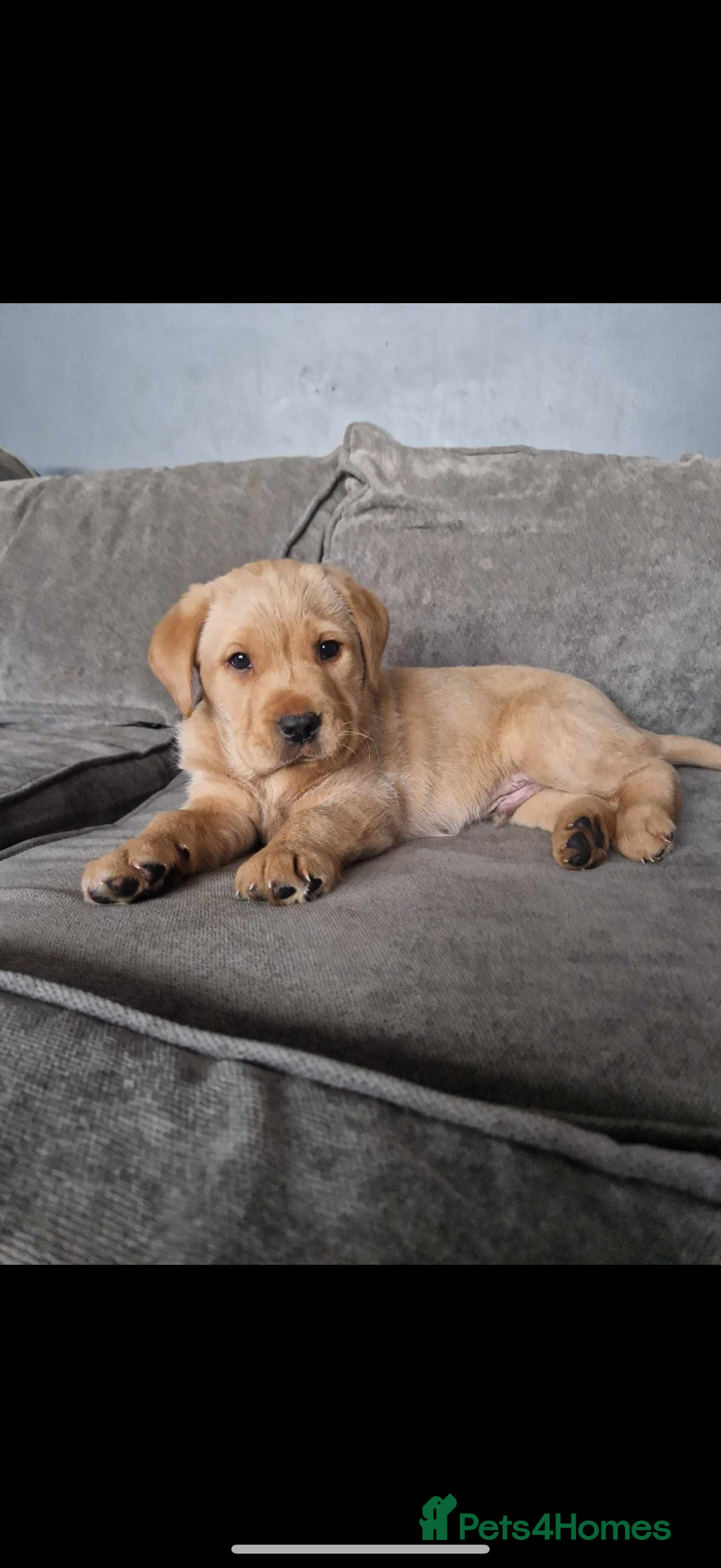 Labrador Retriever dogs for sale: Harvey KC registered  - Advert 7