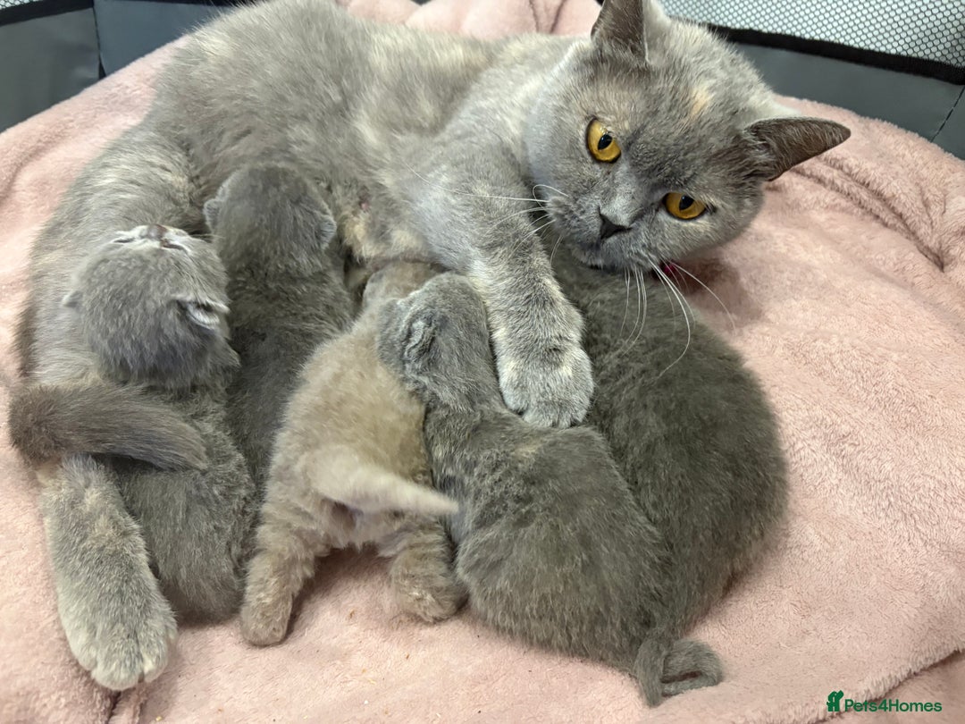 British Shorthair cats for sale: BSH kittens for sale from pedigree parents - Advert 16