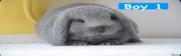 Mini Lop rabbits for sale: Beautiful pure mini lop bunnies   - Advert 2