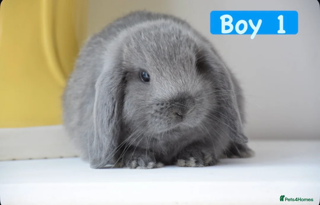 Mini Lop rabbits for sale: Beautiful pure mini lop bunnies   - Advert 2