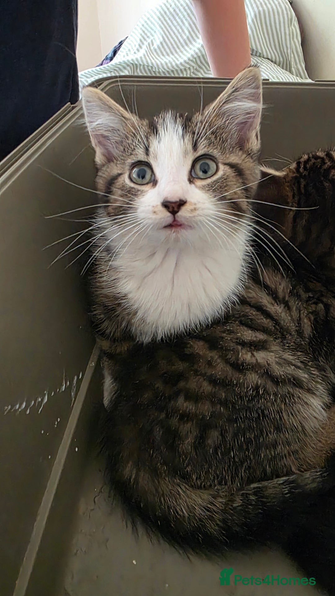 Mixed Breed cats for sale: Adorable kittens  - Image 3