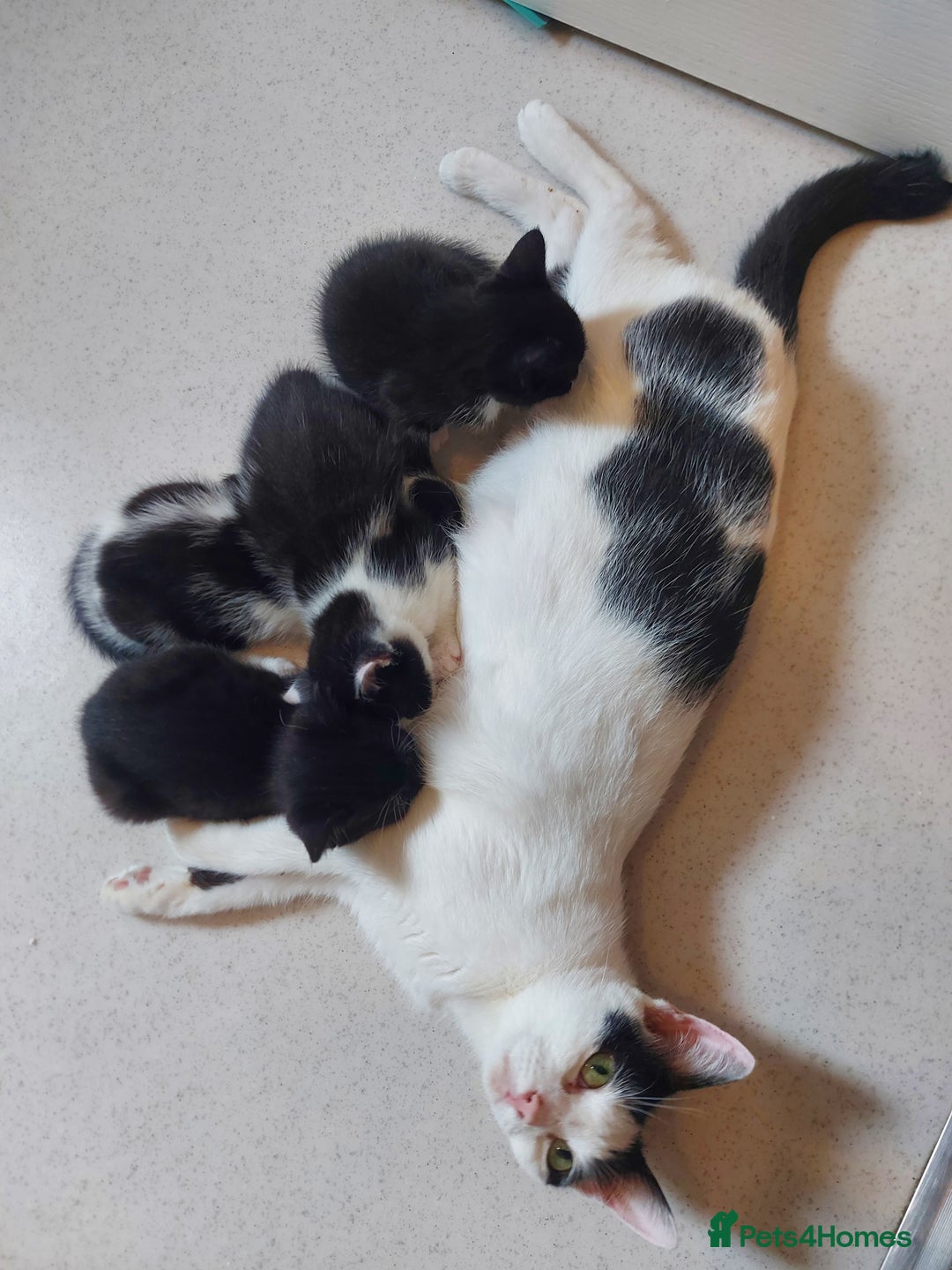Mixed Breed cats for sale: 6 black and white kittens for sale - Image 5