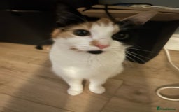 Mixed Breed cats for sale: Calico kitten/cat (less than 2)  - Image 2