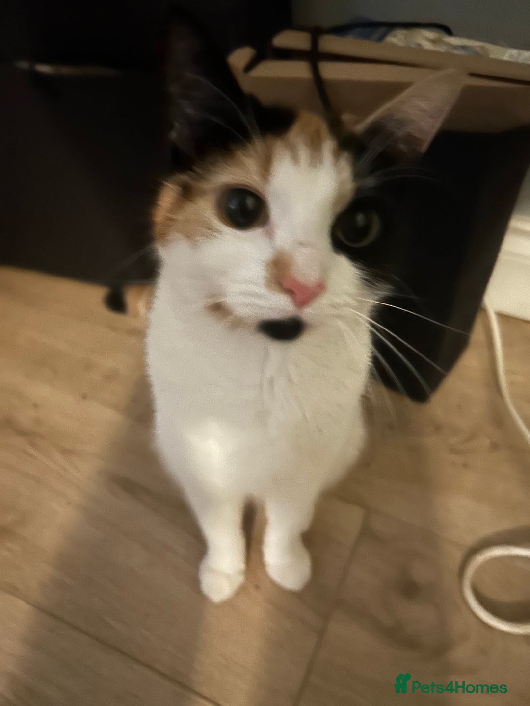 Mixed Breed cats for sale: Calico kitten/cat (less than 2)  - Image 2