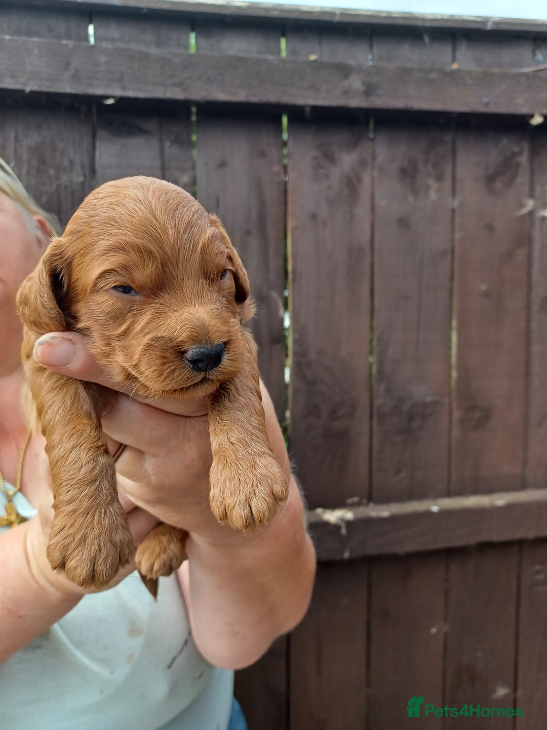 Cockapoo dogs for sale: 2boys stunning cockerpoo f1 puppies  - Image 2