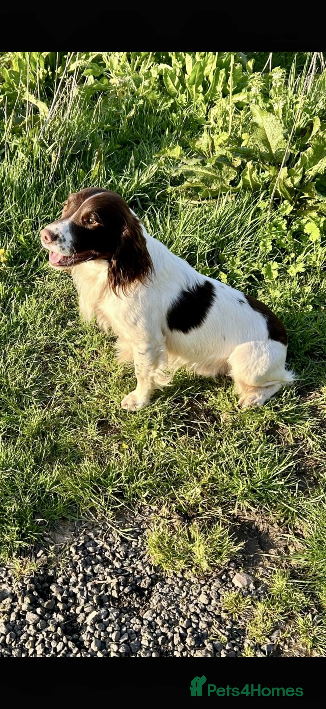 English Springer Spaniel dogs for sale: KC registered English Springer Spaniels - Advert 7