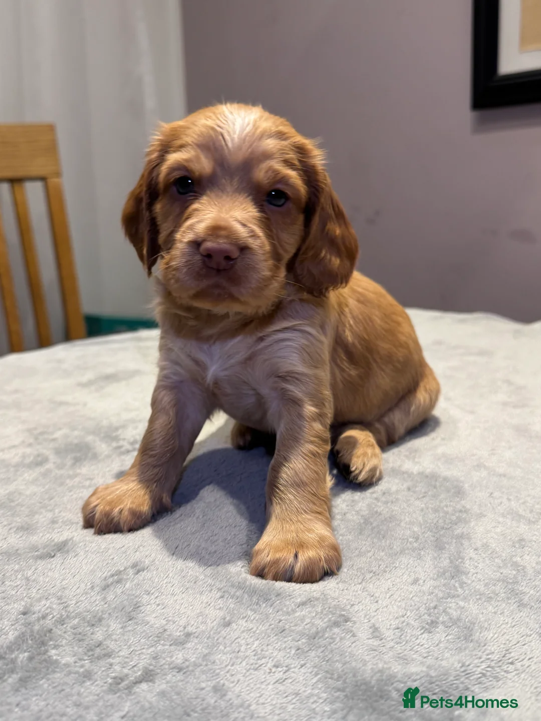 Cocker Spaniel dogs for sale: Adorable cocker spaniel puppies - Advert 8