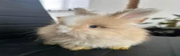 Angora rabbits for sale: Pure bred Angora babies - Advert 8