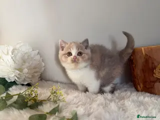 British Shorthair cats Full Pedigree Registered Breeder BSH Kittens - Advert 11