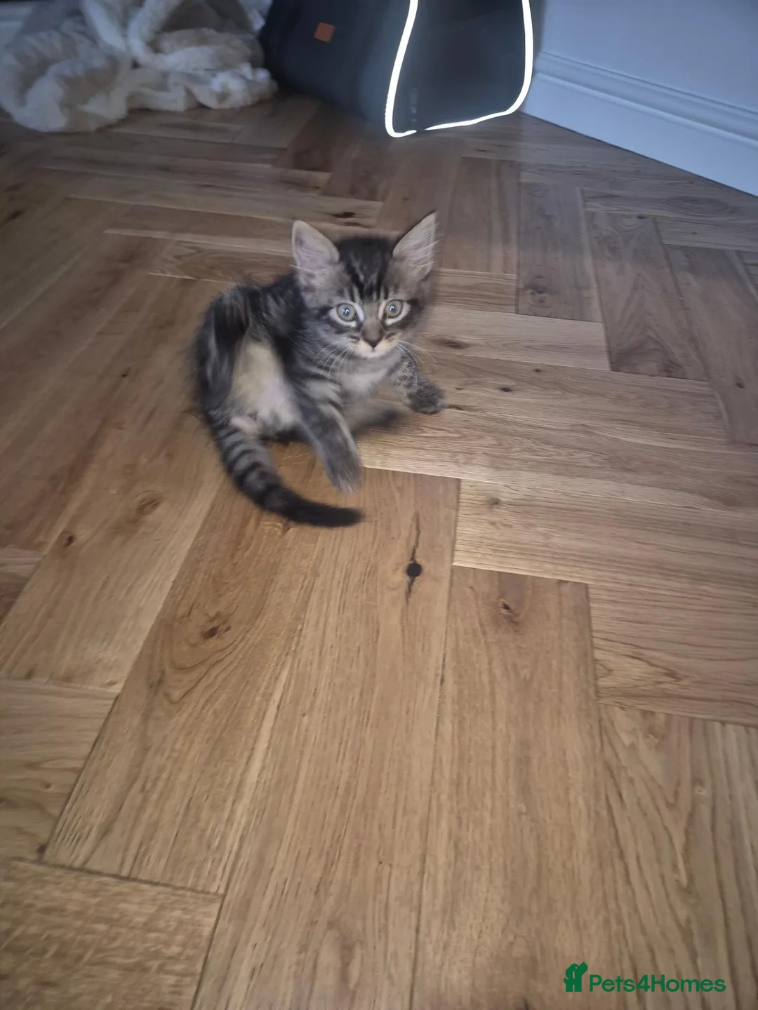 Ragdoll cats for sale: Ragdoll x kitten for sale - 10 weeks old in Coatbridge - Advert 1
