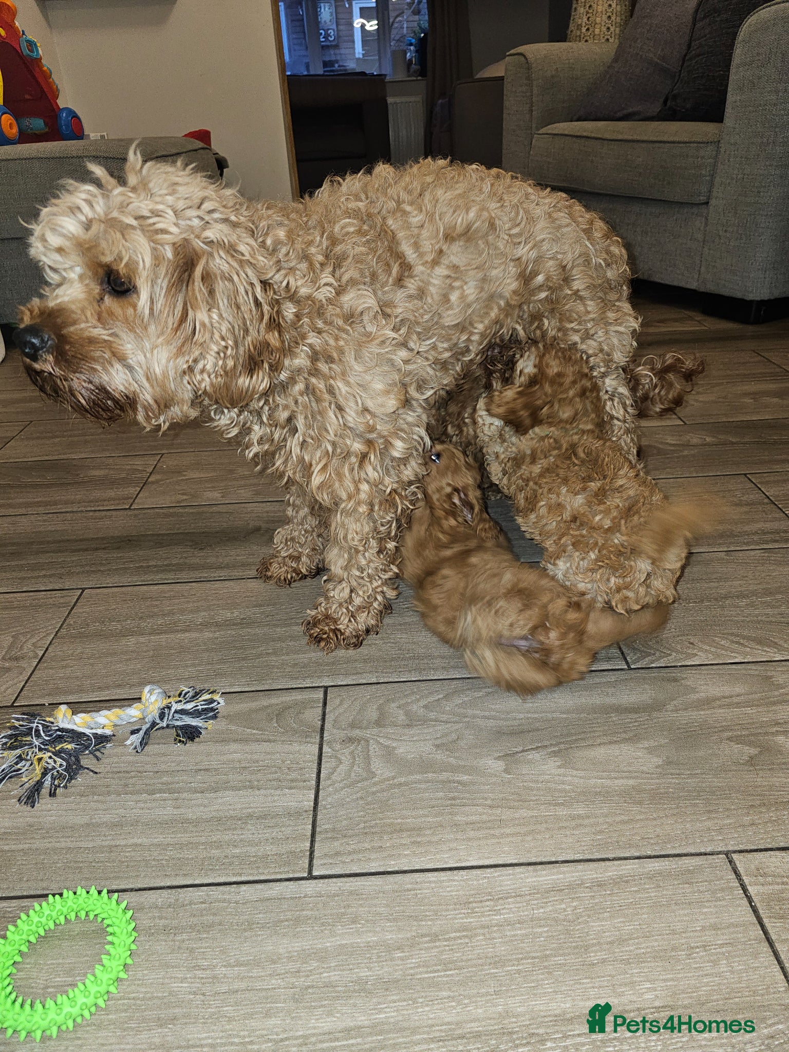 Cavapoo dogs F1b Cavapoo puppies!  - Advert 2