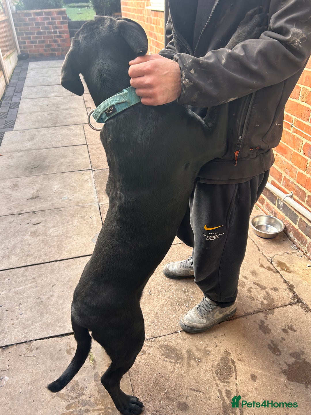 Mixed Breed dogs for sale: Puppy for sale  - Advert 7