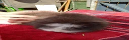 Guinea Pig rodents for sale: Swiss sows - Advert 9