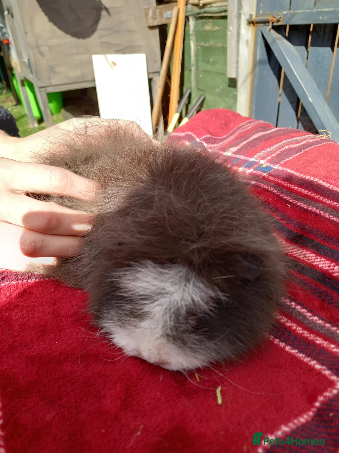 Guinea Pig rodents for sale: Swiss sows - Advert 9
