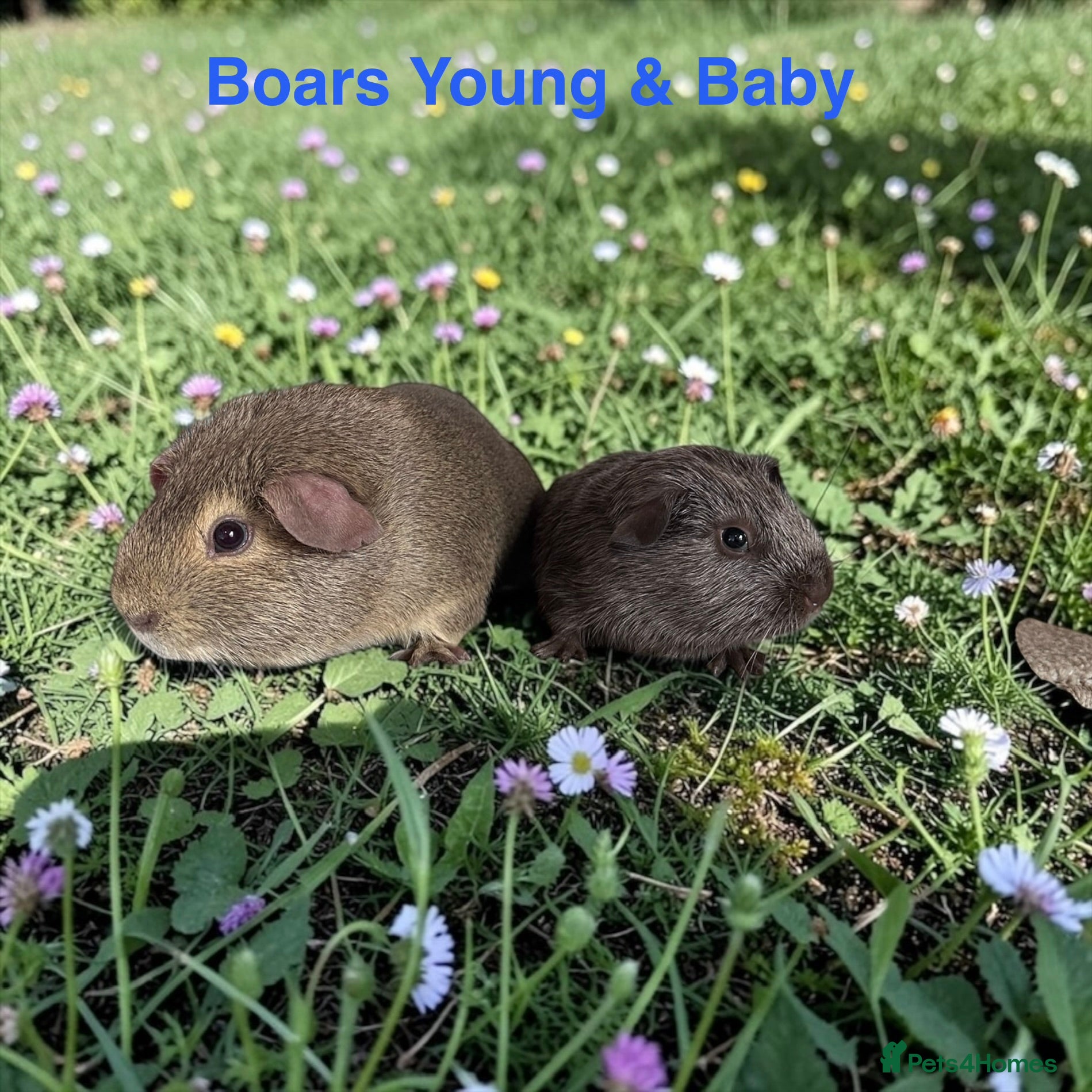 Guinea Pig rodents Bonded Pairs Of Baby Boars Lots Available Tweeds - Advert 2