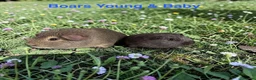 Guinea Pig rodents for sale: Bonded Pairs Of Baby Boars Lots Available Tweeds - Advert 2