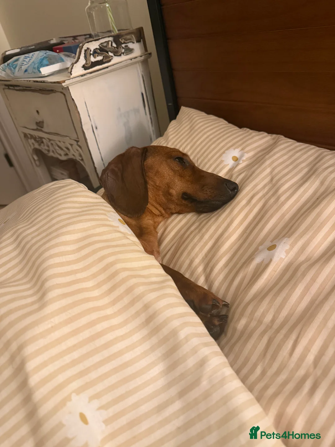 Miniature Dachshund dogs for sale: Red Miniature Dachshund  - Advert 3