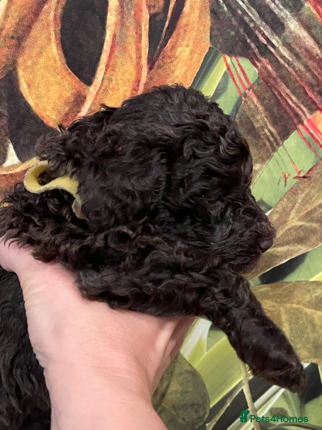 Miniature Poodle dogs for sale: Brown Poodle Puppies Ready Now. Chipped & Checked - Advert 16