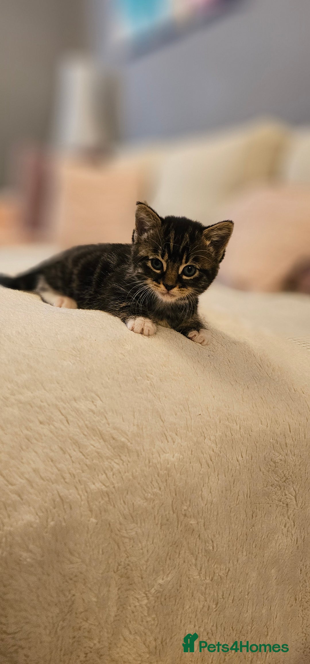 Domestic Shorthair cats for sale: 4 Adorable boys Looking for a Loving Home - Image 8