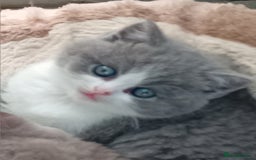 British Shorthair cats for sale: Gorgeous British short-hair kittens  - Image 26