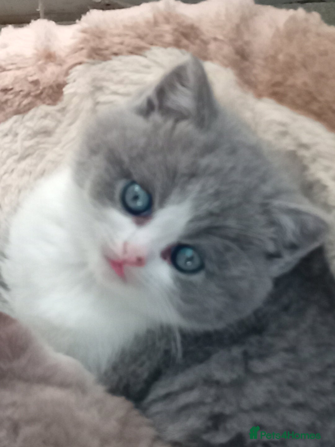 British Shorthair cats for sale: Gorgeous British short-hair kittens  - Image 26