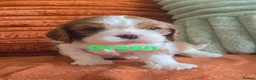 Cavalier King Charles Spaniel dogs for sale: KC Registered Cavalier King Charles Puppies - Advert 8