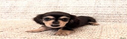 Miniature Dachshund dogs for sale: Beautiful Long-Haired Miniature Dachshund Puppies! - Advert 5