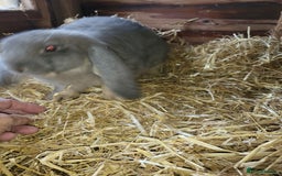 French Lop rabbits for sale: Giant French lops  - Image 12