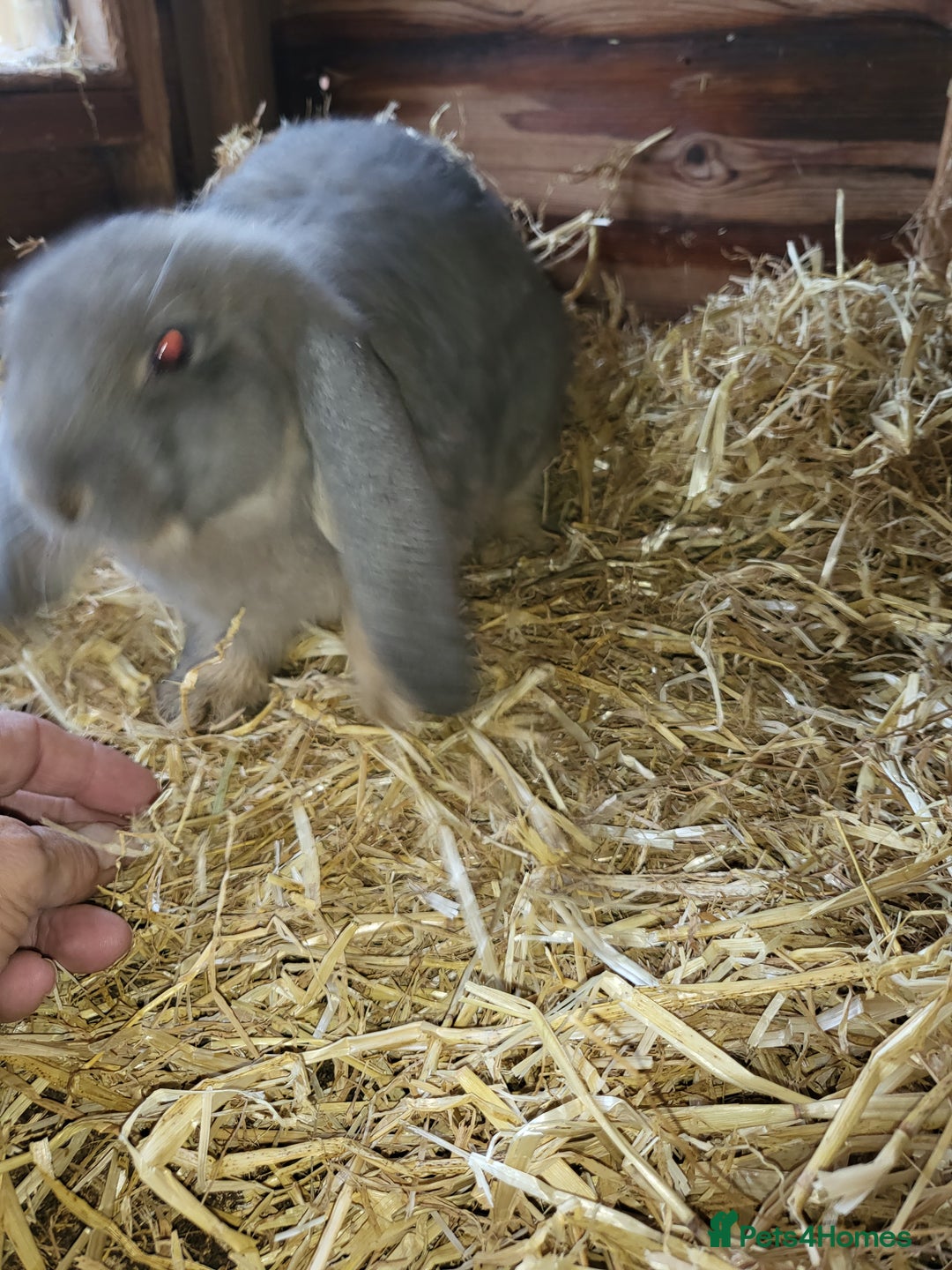 French Lop rabbits for sale: Giant French lops  - Image 12