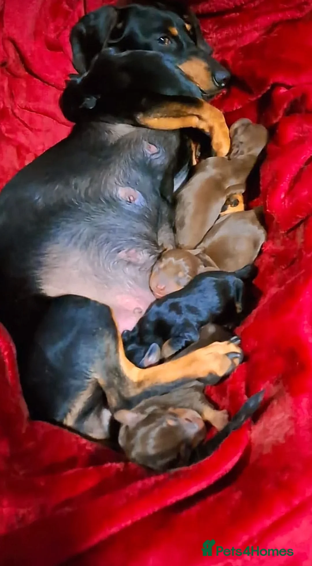 Miniature Dachshund dogs for sale: Miniature dachshund puppies - Advert 4