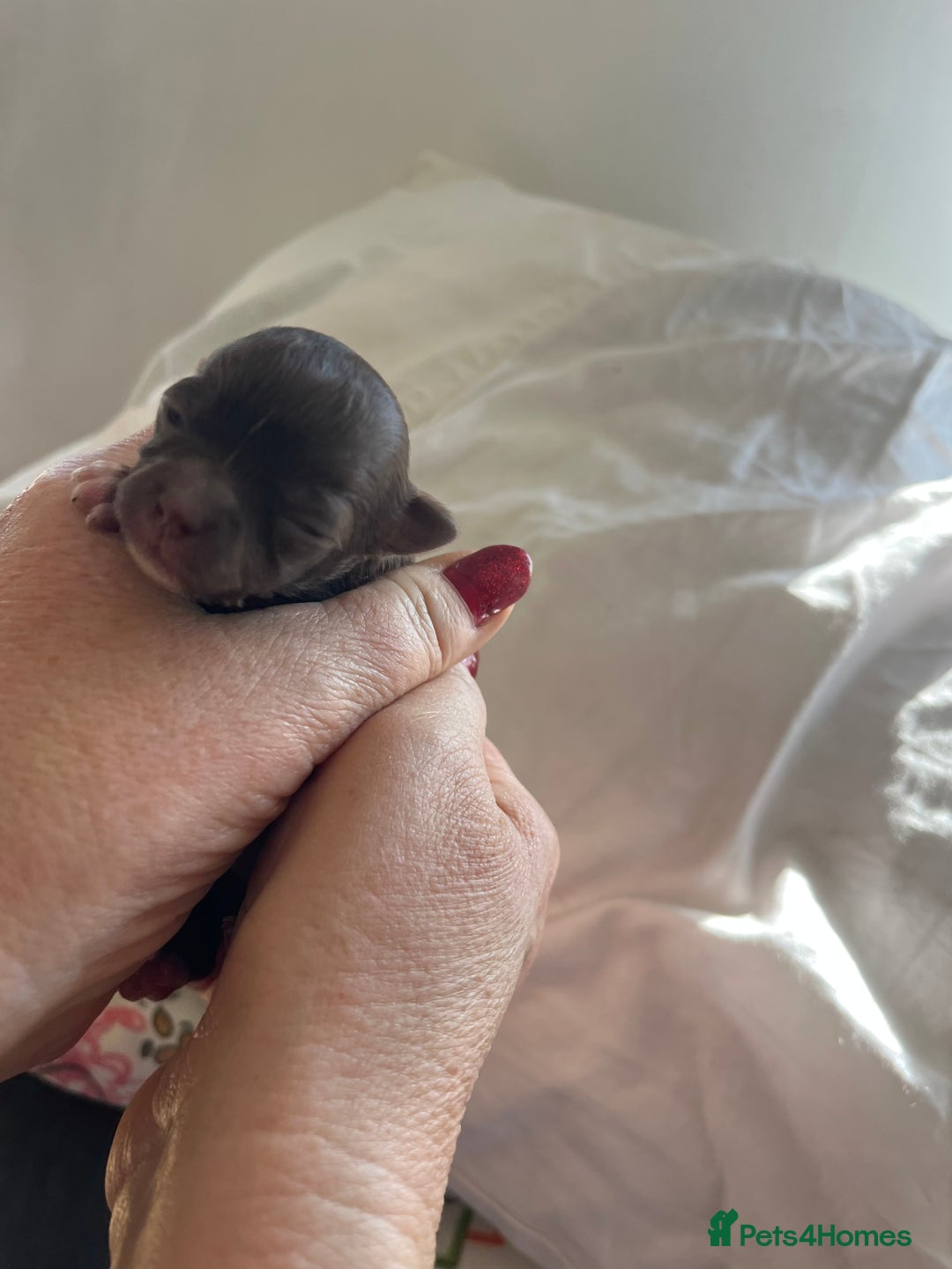 Chihuahua dogs for sale: Rare chocolate chihuahua puppies - Image 5