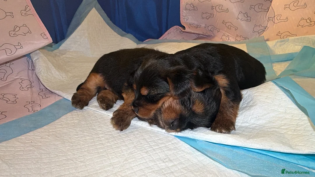 Yorkshire Terrier dogs for sale: Yorkshire Terrier puppies- Watford in Watford - Advert 1