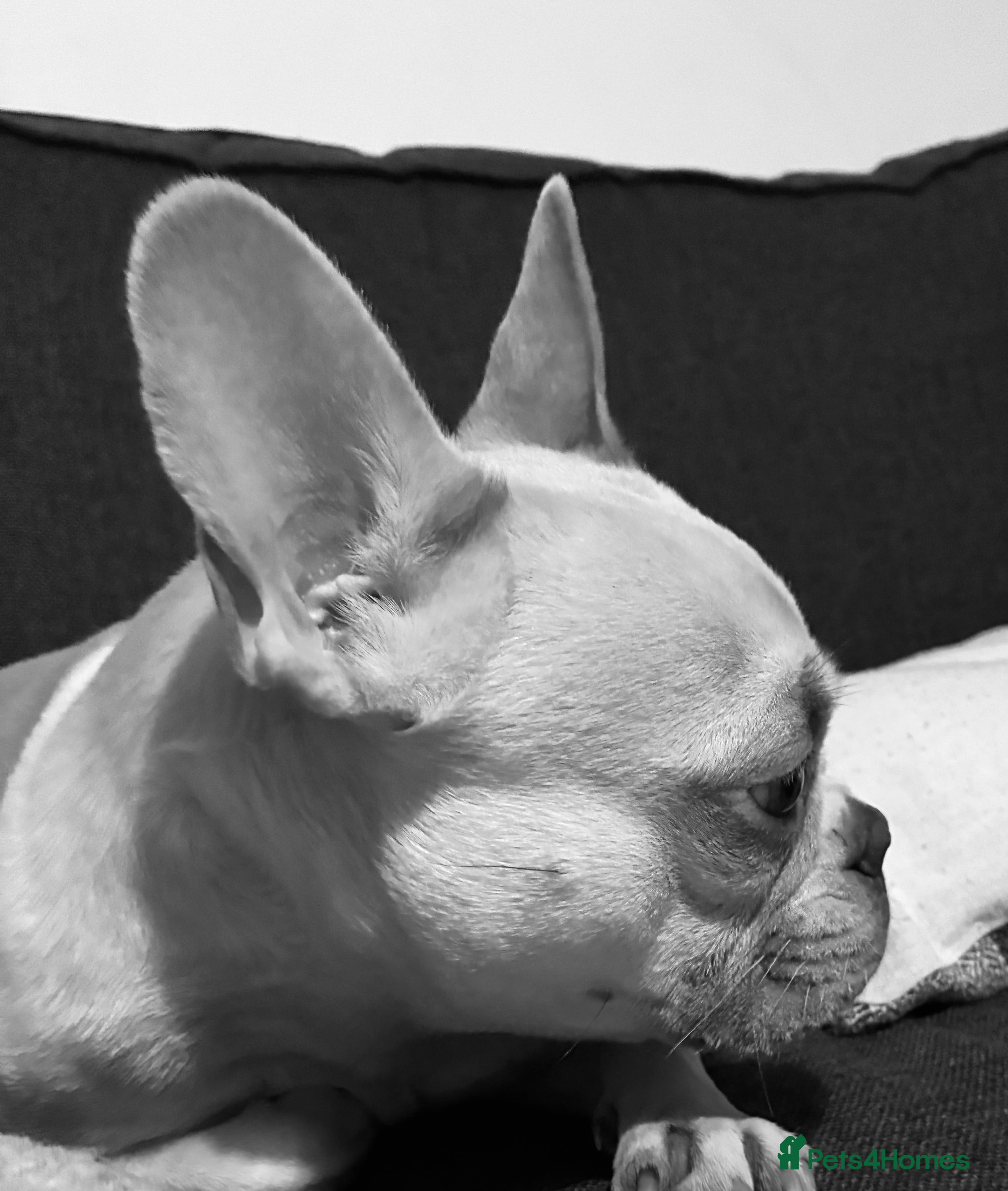 French Bulldog dogs French Bulldog Girl  - Advert 1