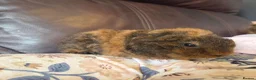 Guinea Pig rodents for sale: Baby guinea pigs, 1 girl, 1 boy - Advert 10