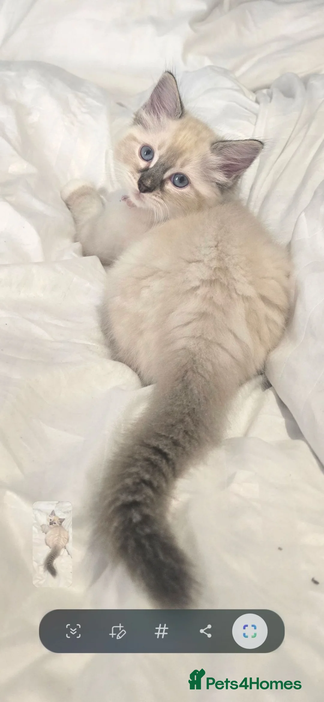 Ragdoll cats for sale: Pretty boy  - Advert 6